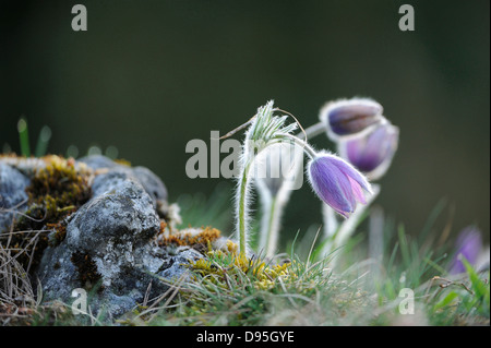 Fioriture di un Pulsatilla (Pulsatilla vulgaris) nella prateria a inizio primavera del Palatinato Superiore, Baviera, Germania, Europa. Foto Stock