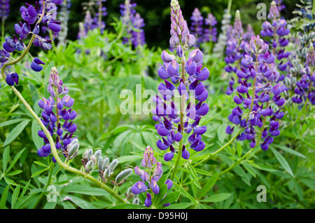 Un gruppo di lupini viola nella primavera della Canadian West Coast. Foto Stock