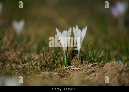 La molla Crocus o gigante Crocus (crocus vernus) nella prateria a inizio primavera, Steiermark, Austria. Foto Stock