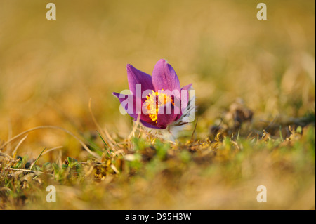 Fiore di un Pulsatilla (Pulsatilla vulgaris) nella prateria a inizio primavera del Palatinato Superiore, Baviera, Germania Foto Stock