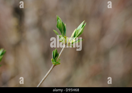 Le gemme di un comune lilla (Syringa vulgaris) all'inizio della primavera, Baviera, Germania. Foto Stock