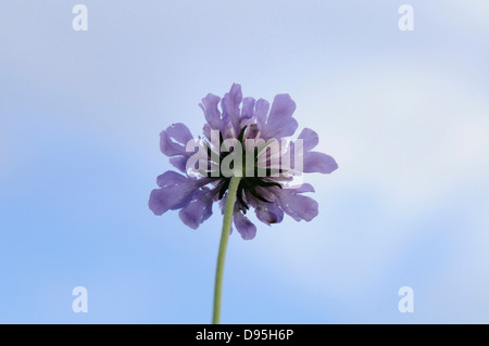 Close-up di campo (Scabious Knautia arvense) in un prato in estate, Alto Palatinato, Baviera, Germania Foto Stock