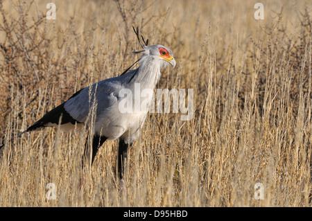 Segretario Bird Sagittarius serpentarius fotografato in Kgalagadi National Park, Sud Africa Foto Stock