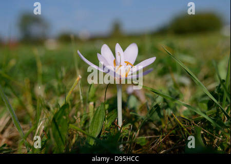 Close-up di autunno Crocus (Colchicum autumnale) in Prato, Baviera, Germania Foto Stock