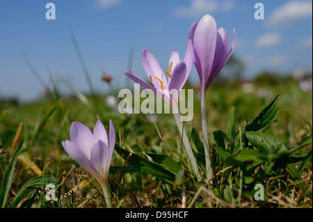 Close-up di autunno di crochi (Colchicum autumnale) in Prato, Baviera, Germania Foto Stock