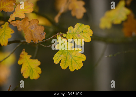 Close-up di Farnia (Quercus robur) le foglie in autunno, Neumarkt Alto Palatinato, Baviera, Germania Foto Stock