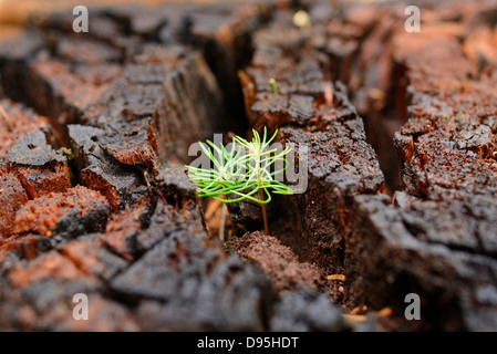 Abete (Picea abies) piantine che crescono in legno antico, Alto Palatinato, Baviera, Germania Foto Stock