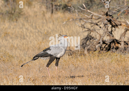 Segretario Bird Sagittarius serpentarius fotografato in Kgalagadi National Park, Sud Africa Foto Stock