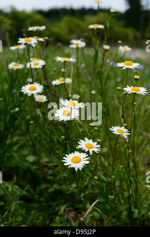 Close-Up di Oxeye margherite e matricale in un prato, Franconia, Baviera, Germania Foto Stock