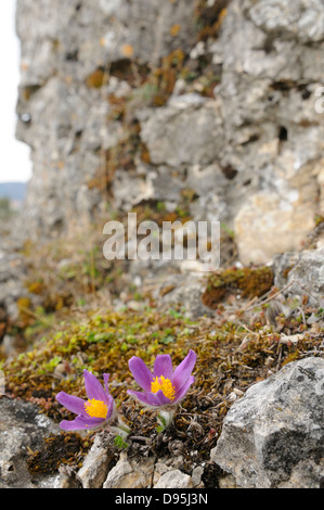 Close-Up di Pulsatilla vulgaris, "Pasque Flower, Oberpfalz, Baviera, Germania Foto Stock