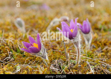 Close-Up di Pulsatilla vulgaris, "Pasque Flower, Oberpfalz, Baviera, Germania Foto Stock