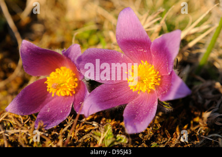 Close-Up di Pulsatilla vulgaris, "Pasque Flower, Oberpfalz, Baviera, Germania Foto Stock