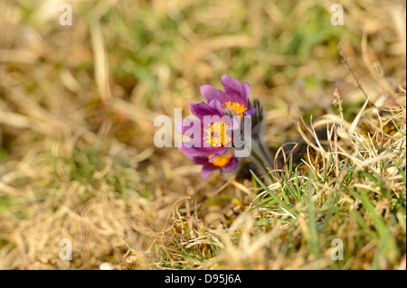 Close-Up di Pulsatilla vulgaris, "Pasque Flower, Oberpfalz, Baviera, Germania Foto Stock