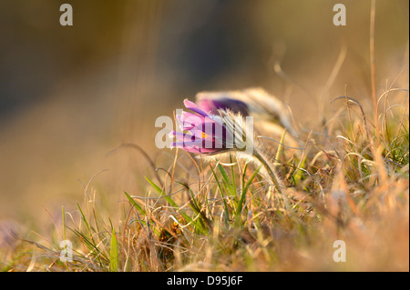 Close-Up di Pulsatilla vulgaris, "Pasque Flower, Oberpfalz, Baviera, Germania Foto Stock