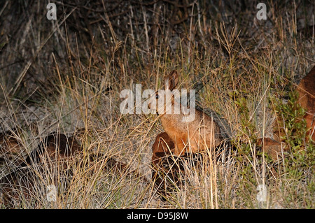 Smith è il Red Rock Rabbit Pronolagus rupestris fotografato vicino a Kimberley, Sud Africa Foto Stock