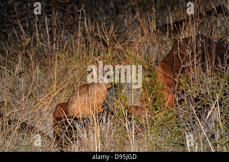 Smith è il Red Rock Rabbit Pronolagus rupestris fotografato vicino a Kimberley, Sud Africa Foto Stock