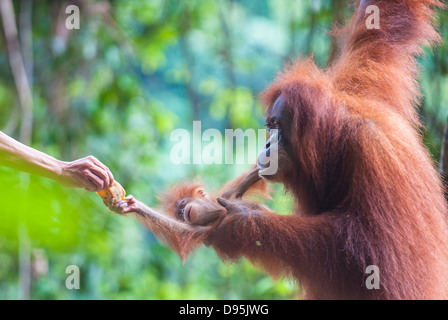 La madre e il bambino alimentazione orangutan, Bukit Lawang, Sumatra, Indonesia Foto Stock