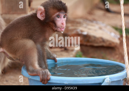 I giovani giapponesi macaque (Macaca fuscata) acqua potabile dalla benna Foto Stock