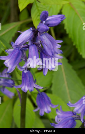 Single Bluebell stelo Foto Stock