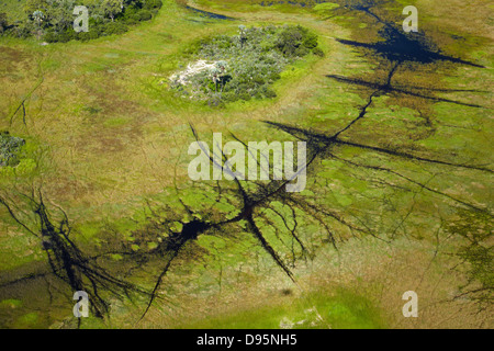 Le tracce degli animali attraverso la palude, Okavango Delta, Botswana, Africa- antenna Foto Stock