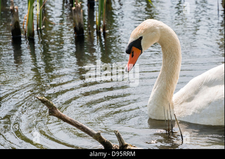 Primo piano da White Swan nuotare nel fiume Foto Stock