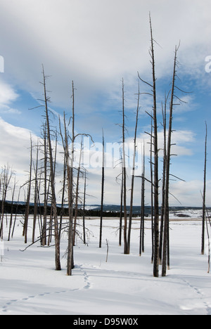 Fontana Paint Pots Area, inverno, Yellowstone NP, WY Foto Stock