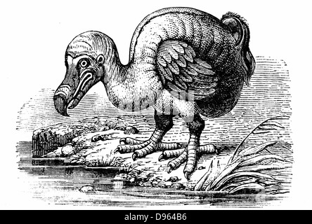 Dodo - Raphus cucullatus, precedentemente Didus ineptus, estinto flightless bird dal Madagascar. Osservato per la prima volta da navigatori portoghesi in circa 1507, dal 1681 il Dodo è stata estinta a causa di una combinazione di circostanze comprese uccidere per alimenti da parte di uomini, introduzione di animali come il tasso e la distruzione di habitat. Incisione su legno 1884. Foto Stock