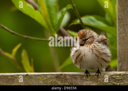 I capretti Redpoll sul trellis Foto Stock