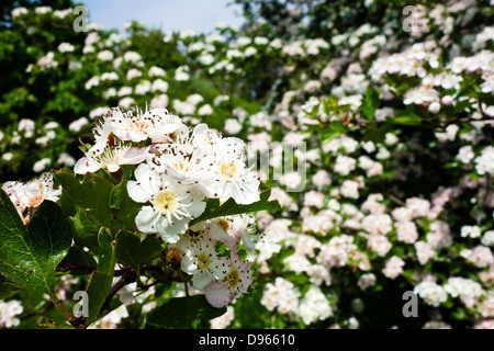 Biancospino sbocciare nella siepe Crategus monogyna Foto Stock