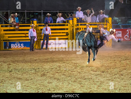 Cowboy partecipante in un cavallo di contraccolpi della concorrenza a Helldorado giorni rodeo professionale in Las Vegas Foto Stock