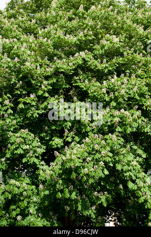 Struttura Horse-Chestnut, noto anche come un albero di conker o Aesculus hippocastanum Foto Stock