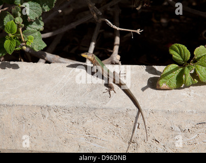 Il maltese lucertola muraiola (Malta). Foto Stock