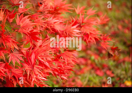 Acer palmatum 'Masu kagami', Giapponese acero in autunno Foto Stock
