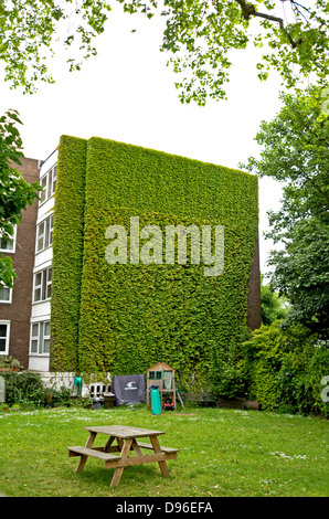 Il lato di un edificio coperto di edera. In primo piano è un prato giardino con posti a sedere da banco una slitta ed un capannone. Foto Stock