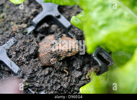 Il rospo comune o il rospo europea in una pianta di giardino vassoio. Foto Stock