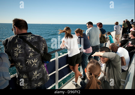 Whale watching nel Pacifico vicino a San Diego, California, Stati Uniti d'America Foto Stock