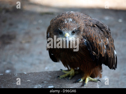 Grigio maculato indiano Eagle - un uccello da preda in Asia del Sud Foto Stock