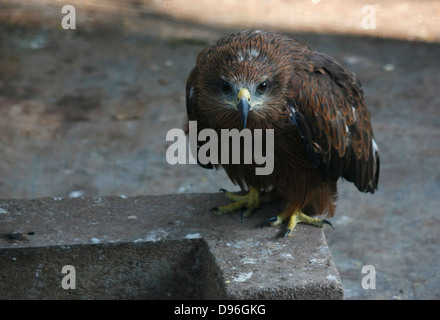 Grigio maculato indiano Eagle - un uccello da preda in Asia del Sud Foto Stock