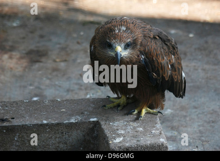 Grigio maculato indiano Eagle - un uccello da preda in Asia del Sud Foto Stock