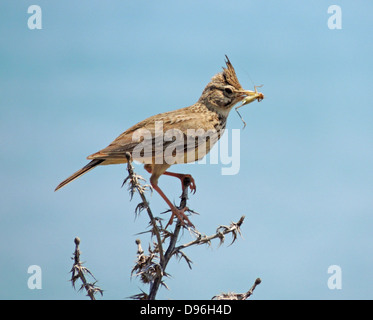 CRESTED LARK (Galerida cristata) a Cipro del Nord. Foto Tony Gale Foto Stock