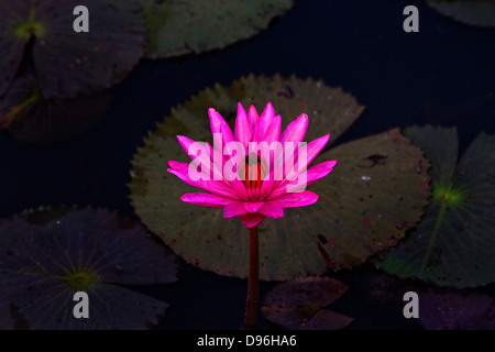 Lilly stagno davanti di Angkor Wat, Cambogia Foto Stock