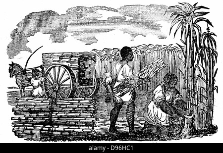 Gli schiavi di raccolta della canna da zucchero in Louisiana. Nota falce dentellata. Xilografia da 'Scenes della ricchezza americana e industria' Boston 1833. Xilografia. Foto Stock