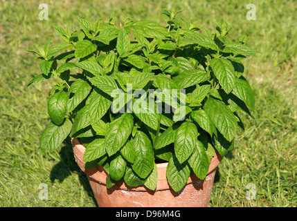 Menta verde, Mentha spicata, Lippenblütler. Crescendo in un vaso in terracotta. Foto Stock