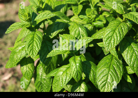 Menta verde, Mentha spicata, Lippenblütler. Foto Stock