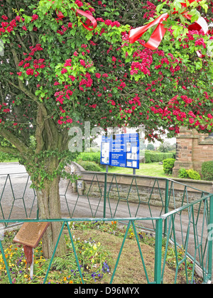 Il famoso Thorn Tree a Appleton Thorn villaggio, a sud di Warrington, Inghilterra vestita per l annuale giugno 'Bawming il Thorn' Foto Stock