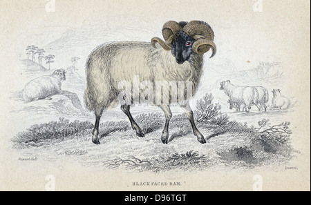 Nero a fronte di ram. Hardy razza di pecore con buona lana. Particolarmente popolare in Scozia. Colorate a mano incisione da 'naturalista Libreria della serie", 1833-1845. Foto Stock