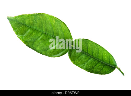 Freschi di combava leaf isolati su sfondo bianco Foto Stock