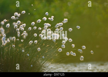 Hare's-tail cottongrass, tussock cottongrass inguainati cottonsedge, Eriophorum vaginatum, Scheidiges Wollgras Foto Stock