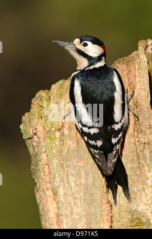 Buntspecht, Picchio rosso, Dendrocopos major Foto Stock