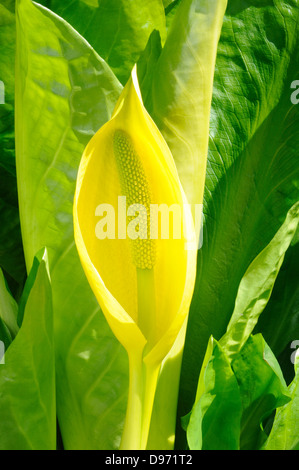 Skunk cavolo lanterna di palude palude giallo giallo cavolo arum Lysichiton americanus back lit Foto Stock